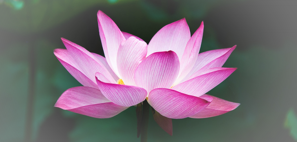 lotus-dos-sonhos